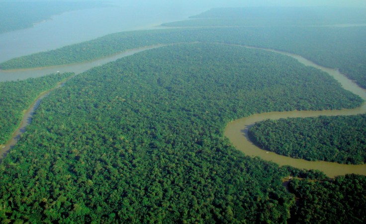 Aerial view of the Amazon Rainforest by Lubasi
